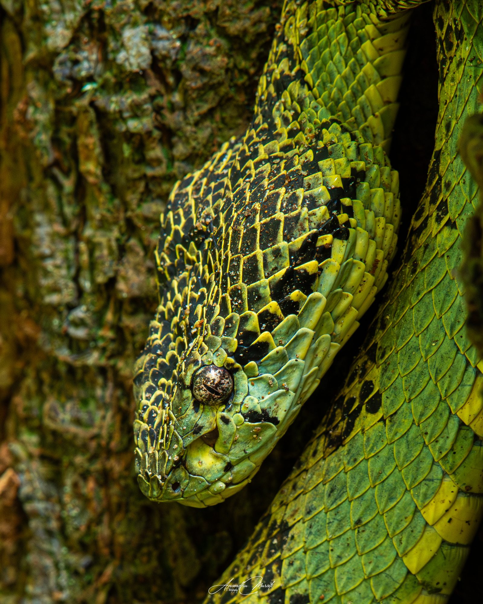 Reptiles 17