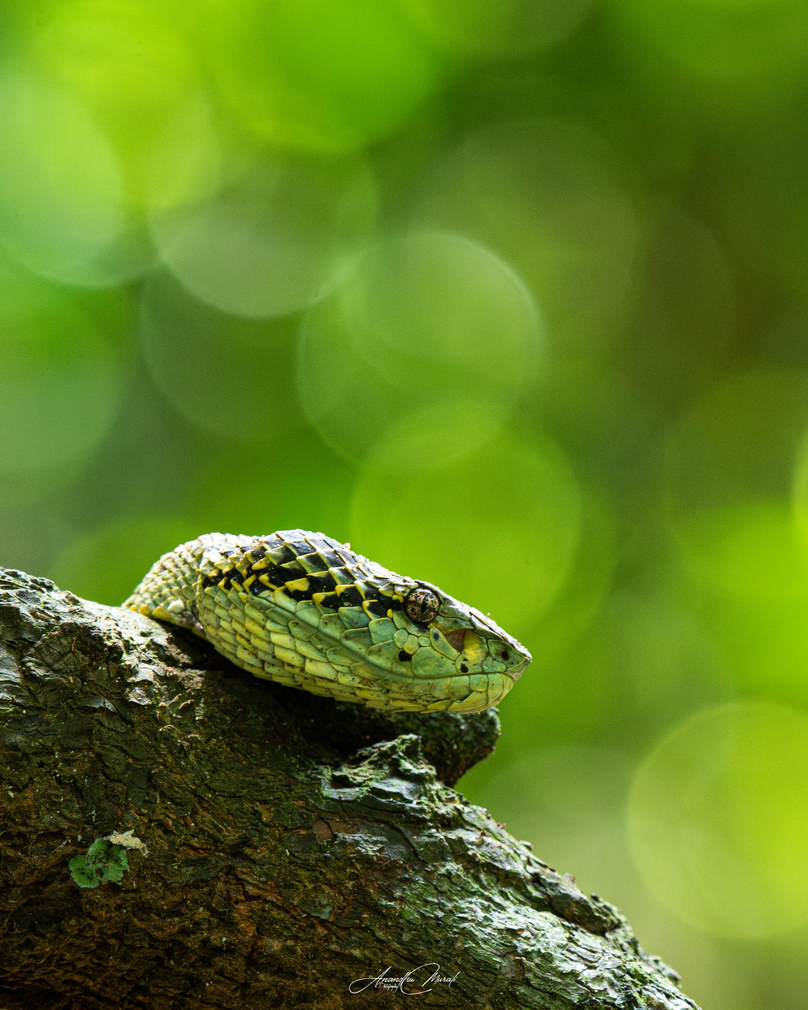 Reptiles 18