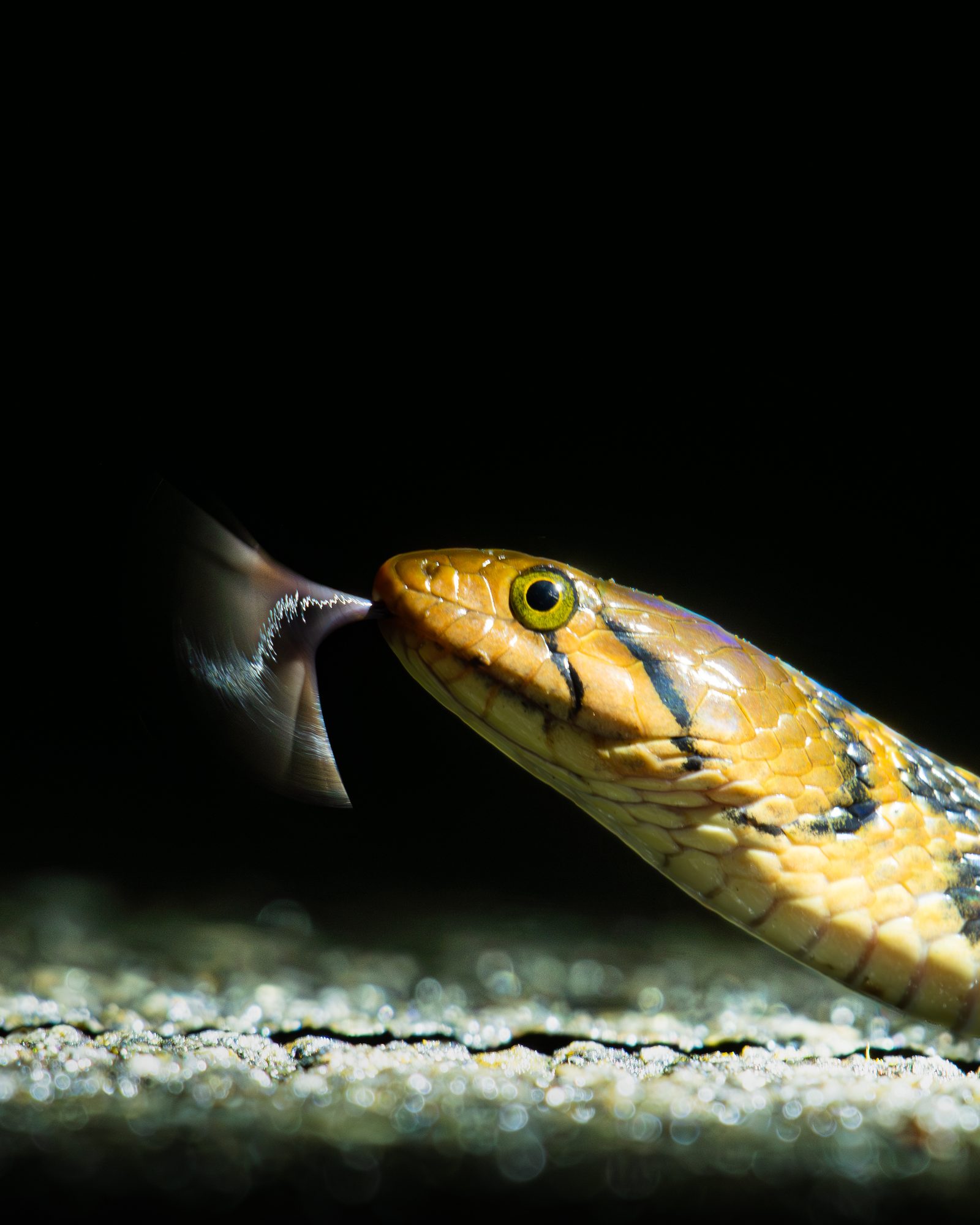 Reptiles 21
