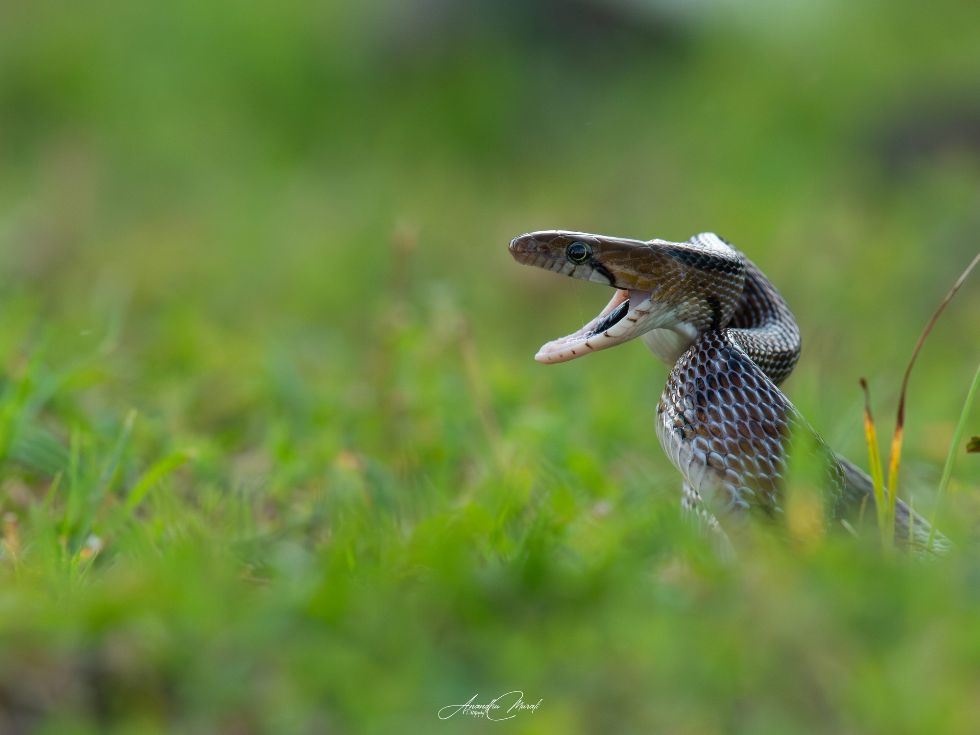 Reptiles 22