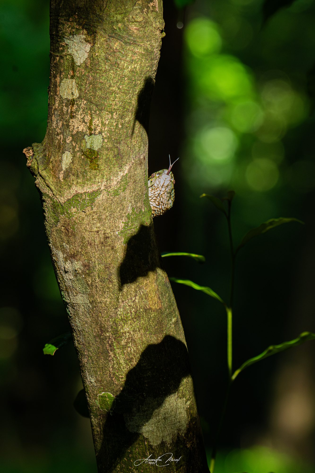 Reptiles 23