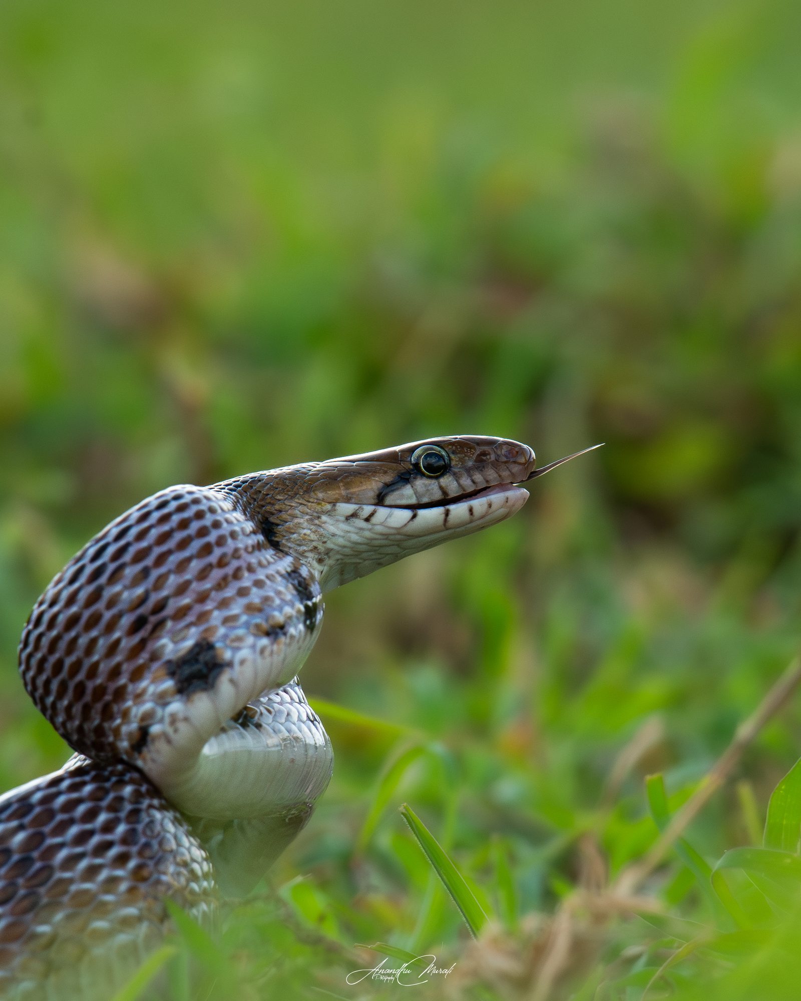 Reptiles 24