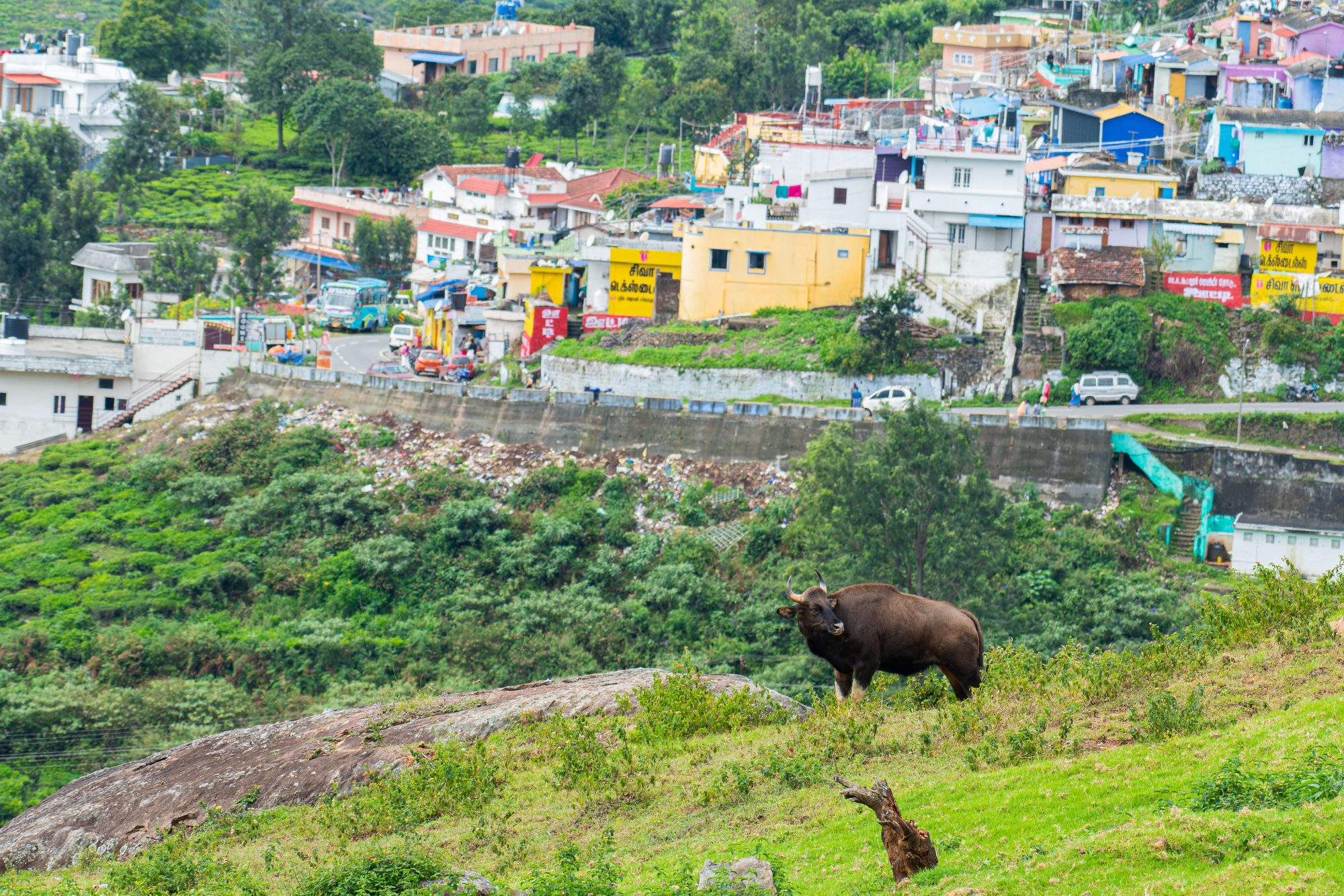 Gaur grazing on a hillside above a hill town and a roadside garbage dump, Kotagiri, Tamil Nadu