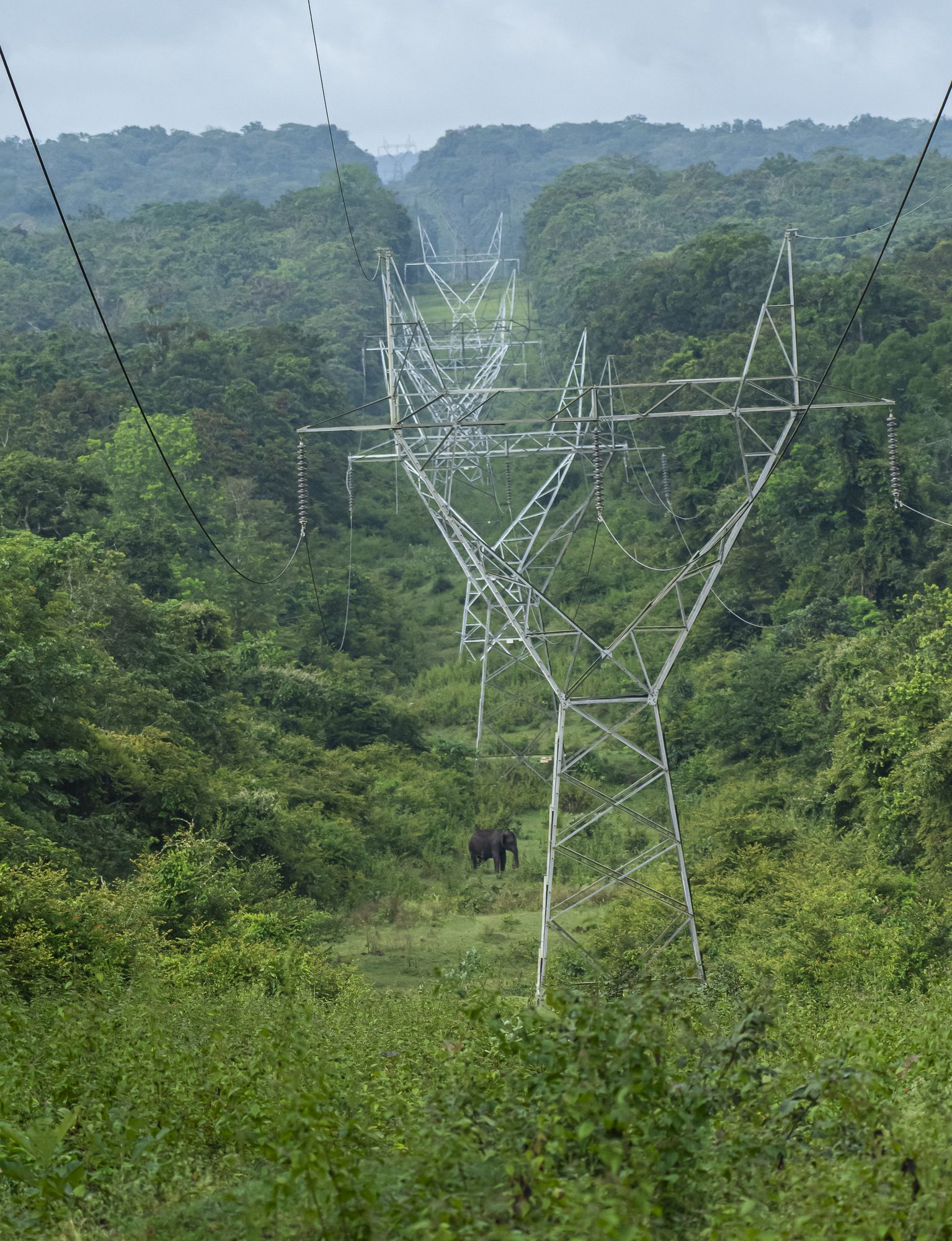 Asian Elephant standing in a power-line corridor cut through the forest, Kabini, Karnataka