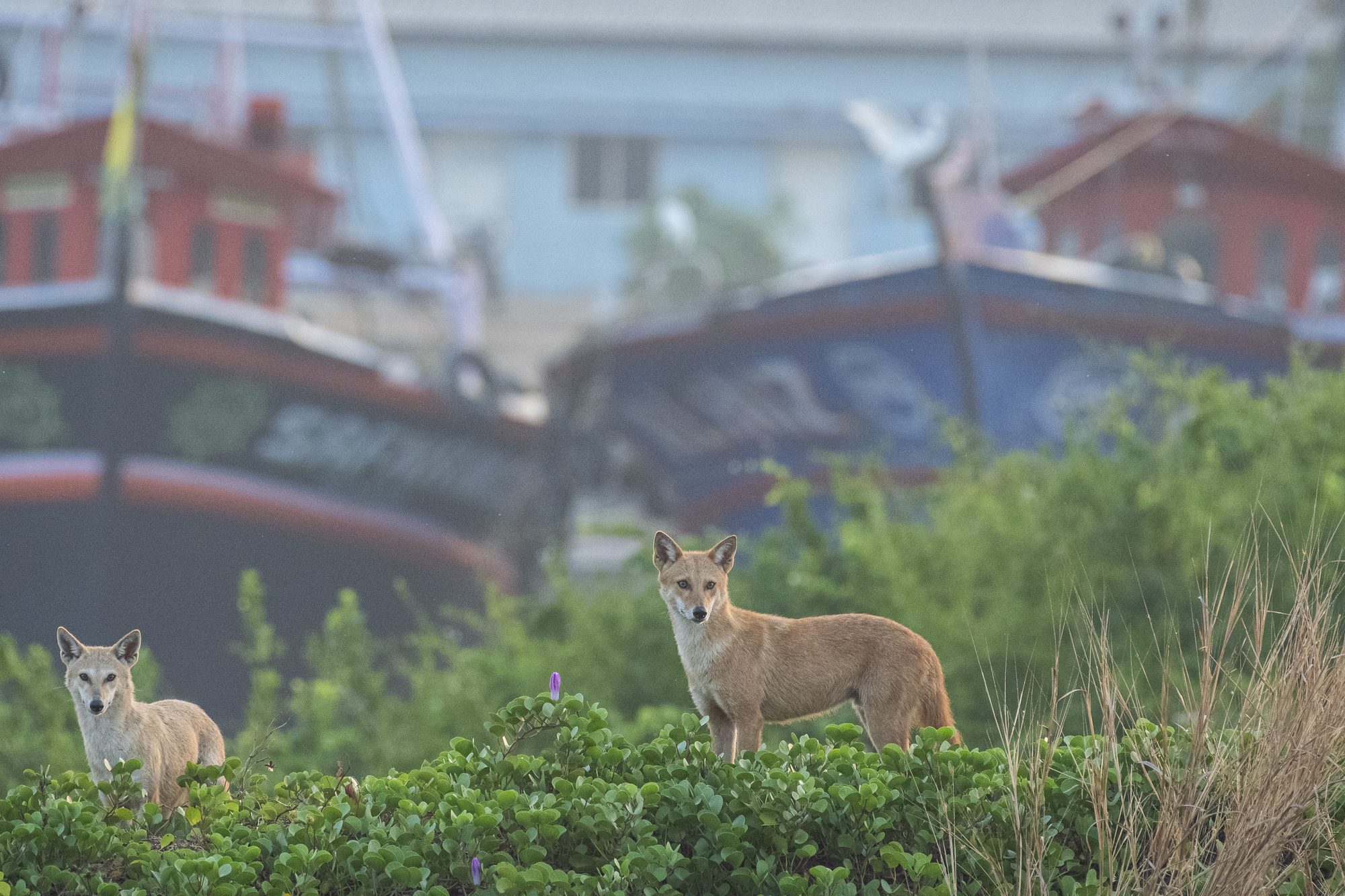 Golden Jackal pair watching from coastal scrub in front of fishing boats, Ponnani, Kerala