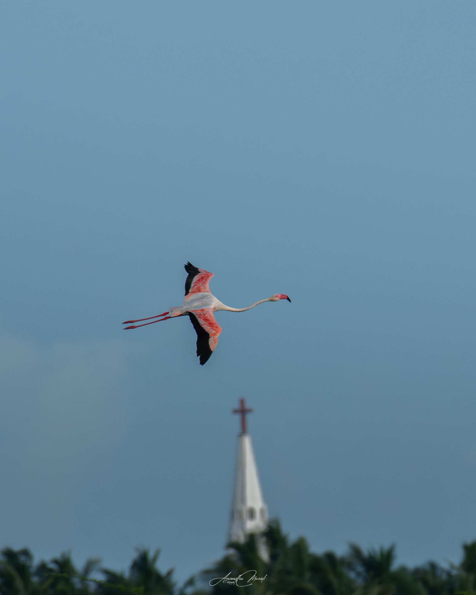 Greater Flamingo flying past a church spire, Puthalam, Kanyakumari