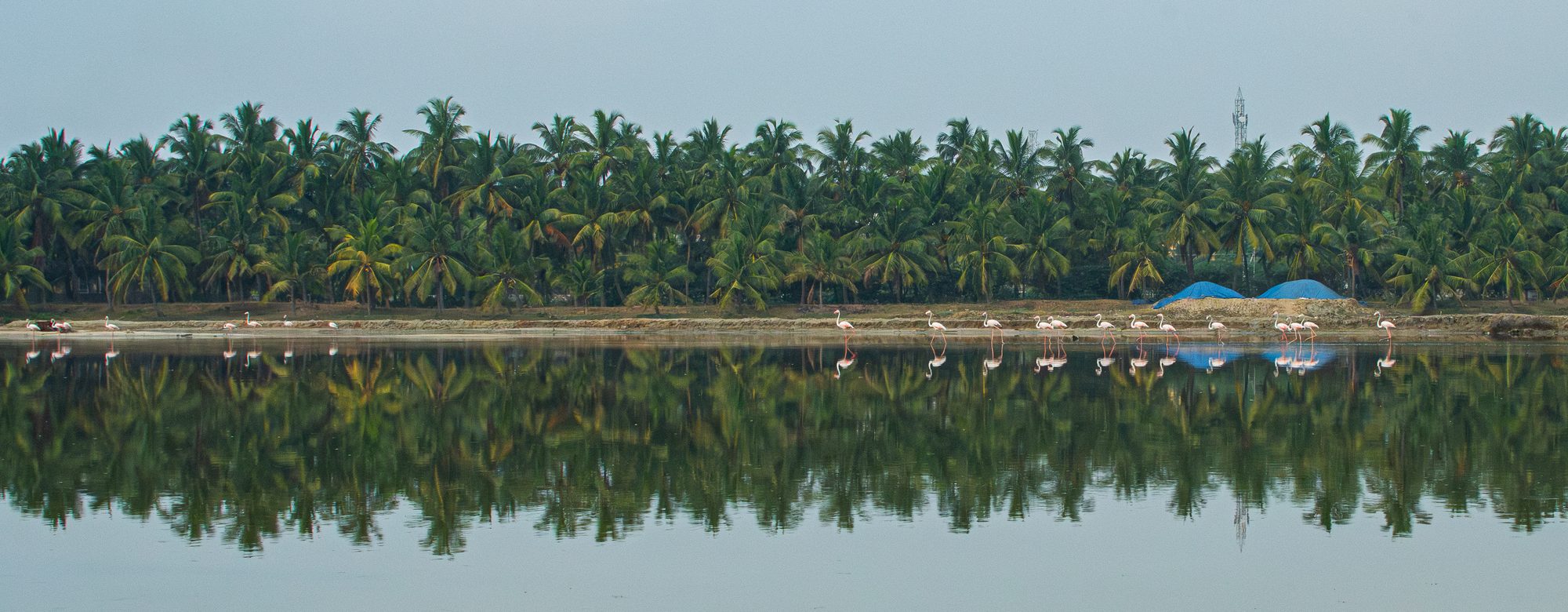 Greater Flamingo flock feeding in a working salt pan below coconut palms, Puthalam, Kanyakumari