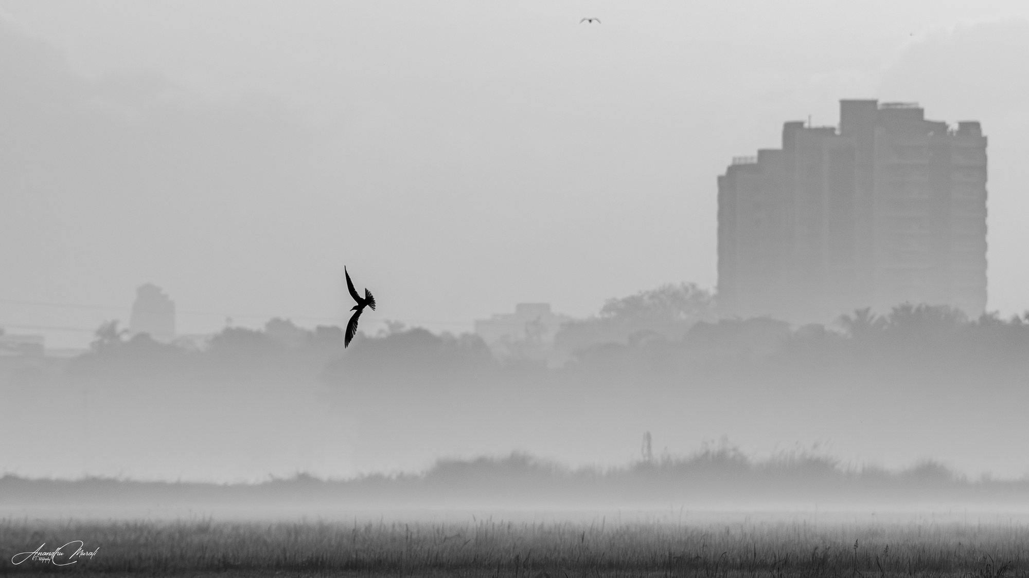 Whiskered Tern diving over misty grassland below a high-rise, Puzhakkal, Thrissur