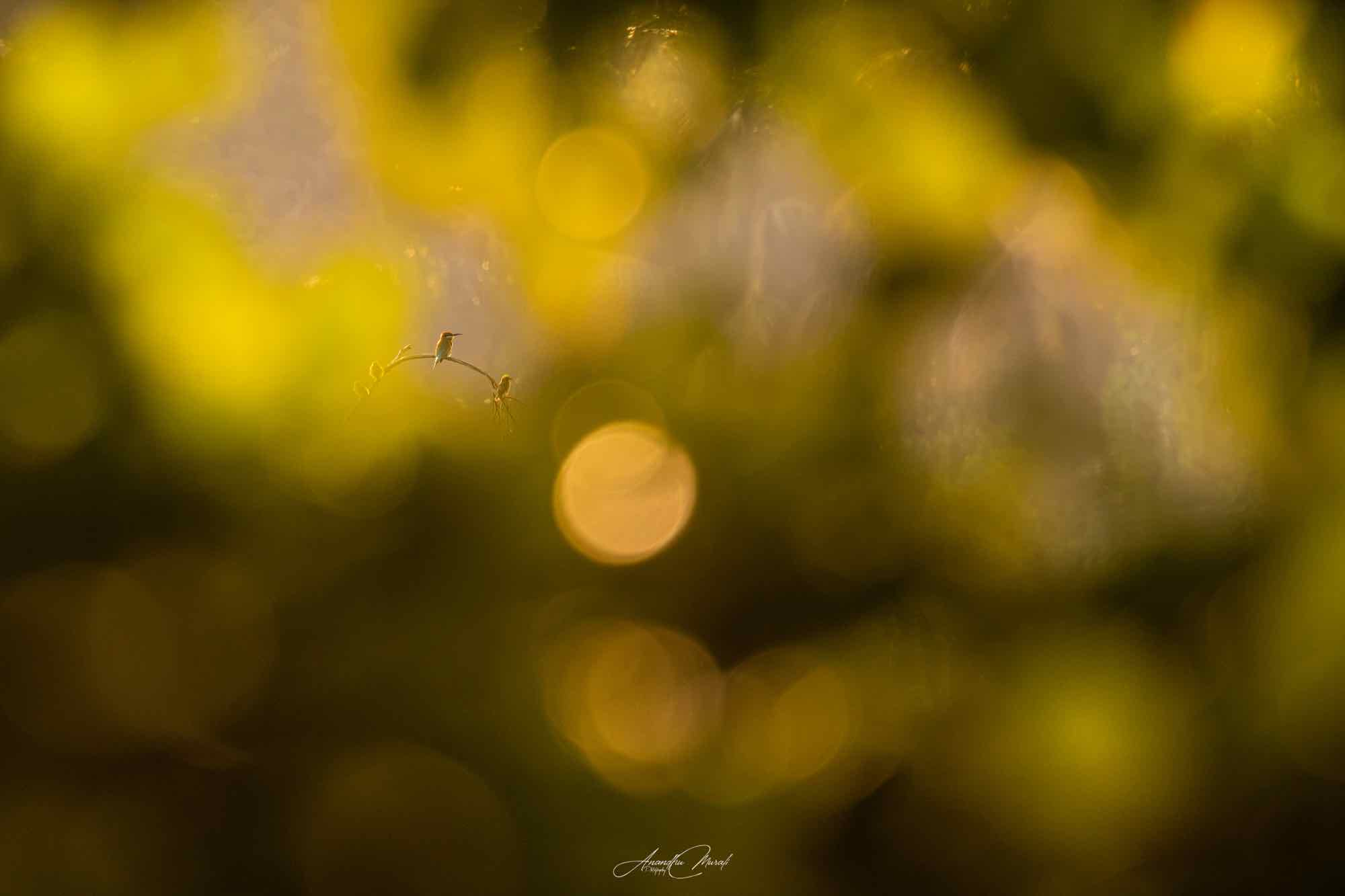 Shoot Small 23
