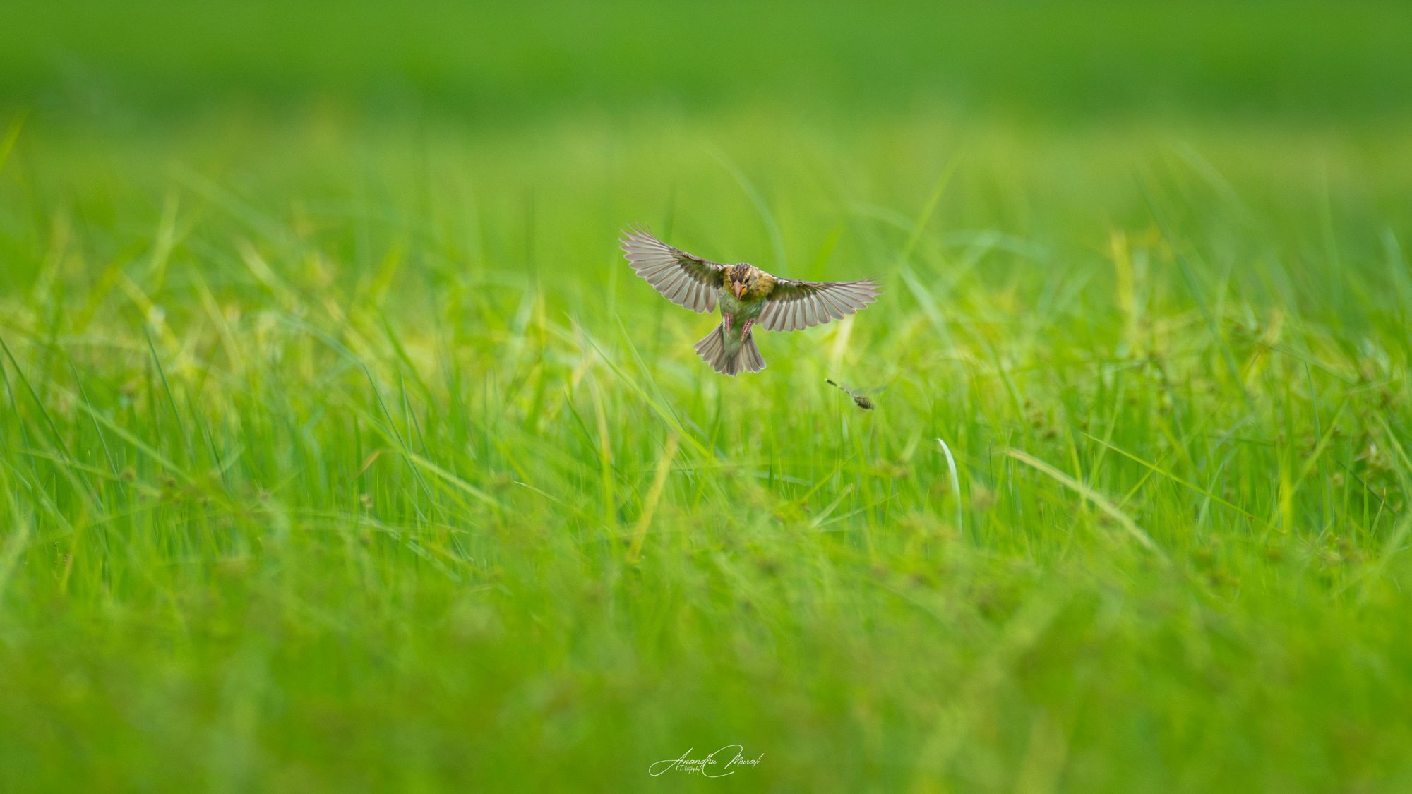 Baya Weaver hovering over a green paddy field