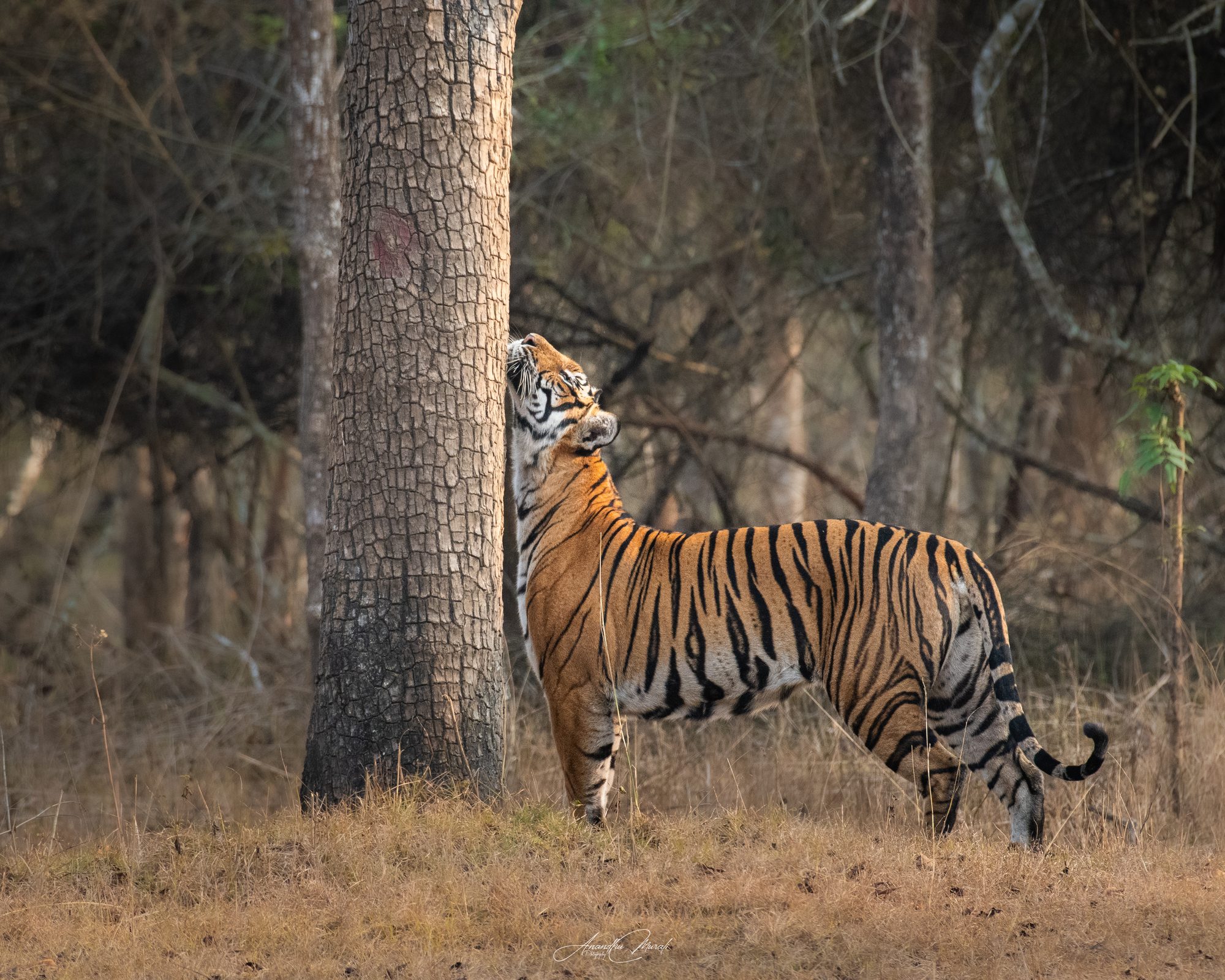 Tiger in Kabini