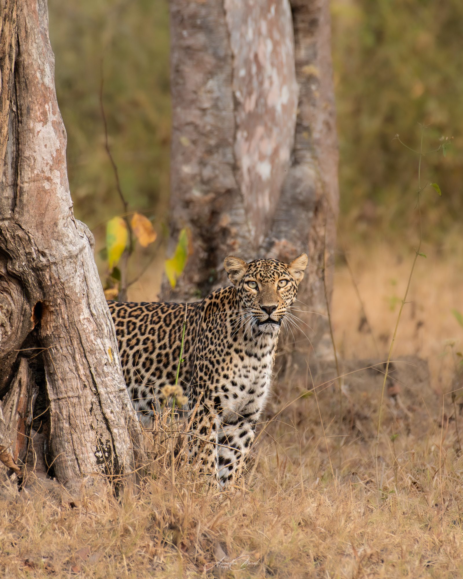 Leopard in Kabini