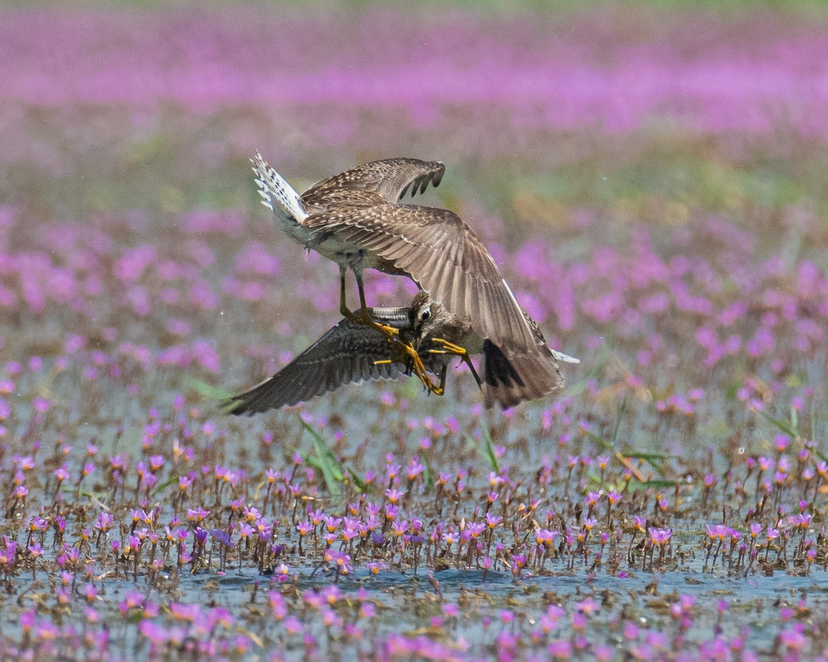 Wood sandpipers at Kole Wetlands