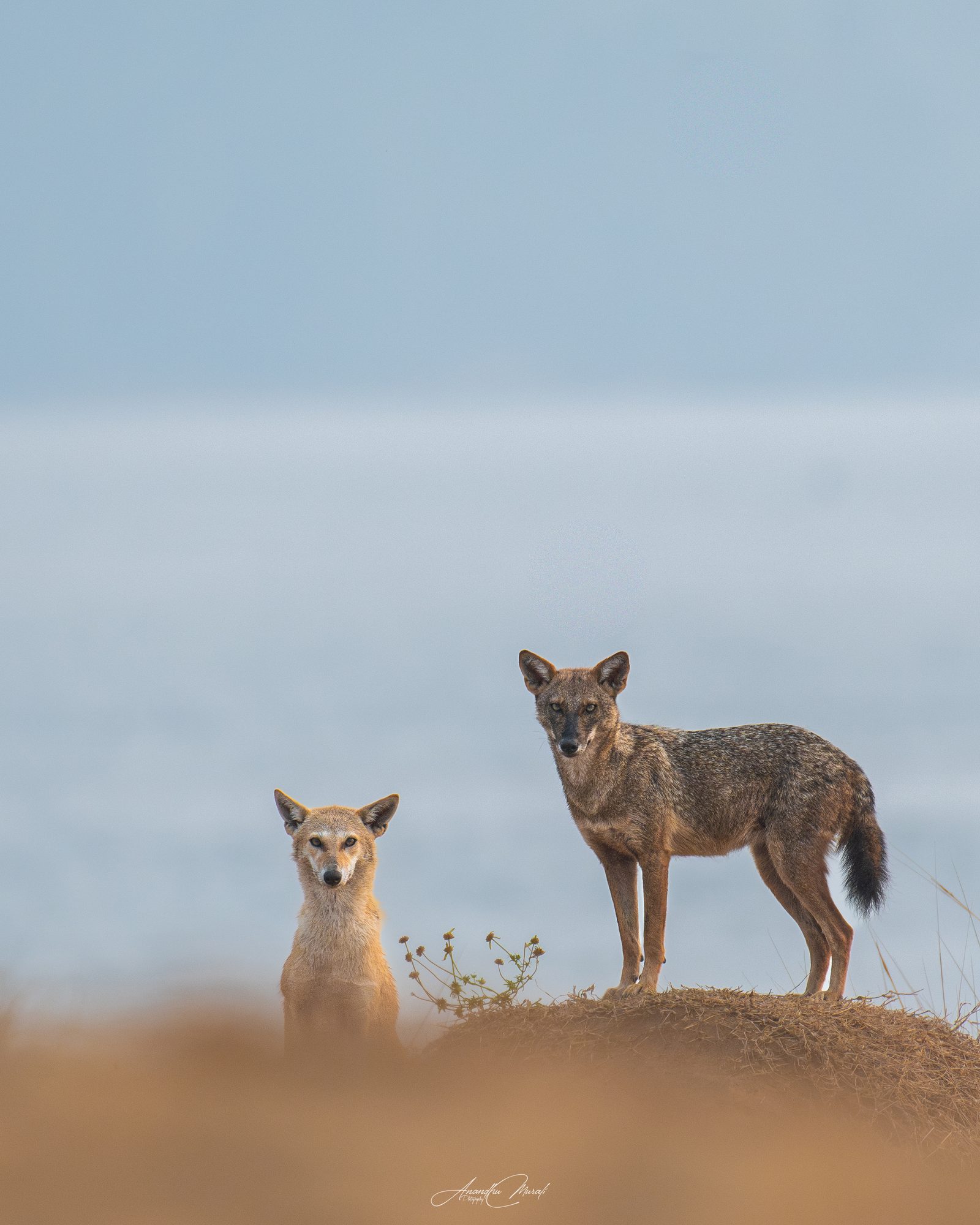 Jackal in Ponnani
