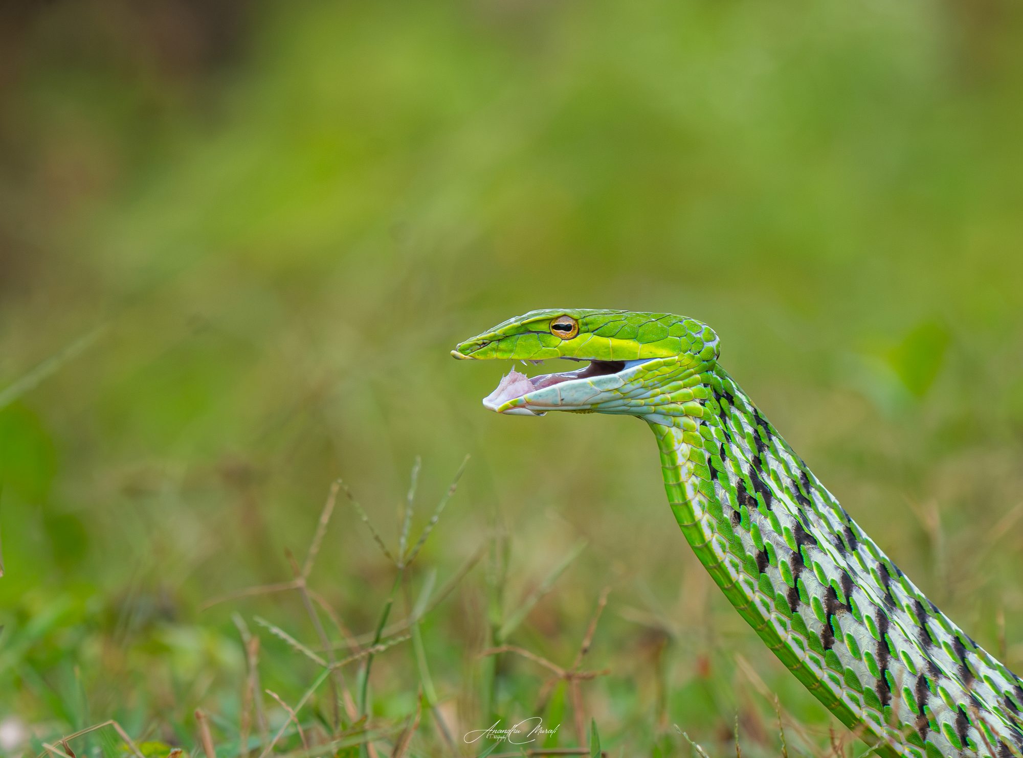 Green vine snake in the Western Ghats