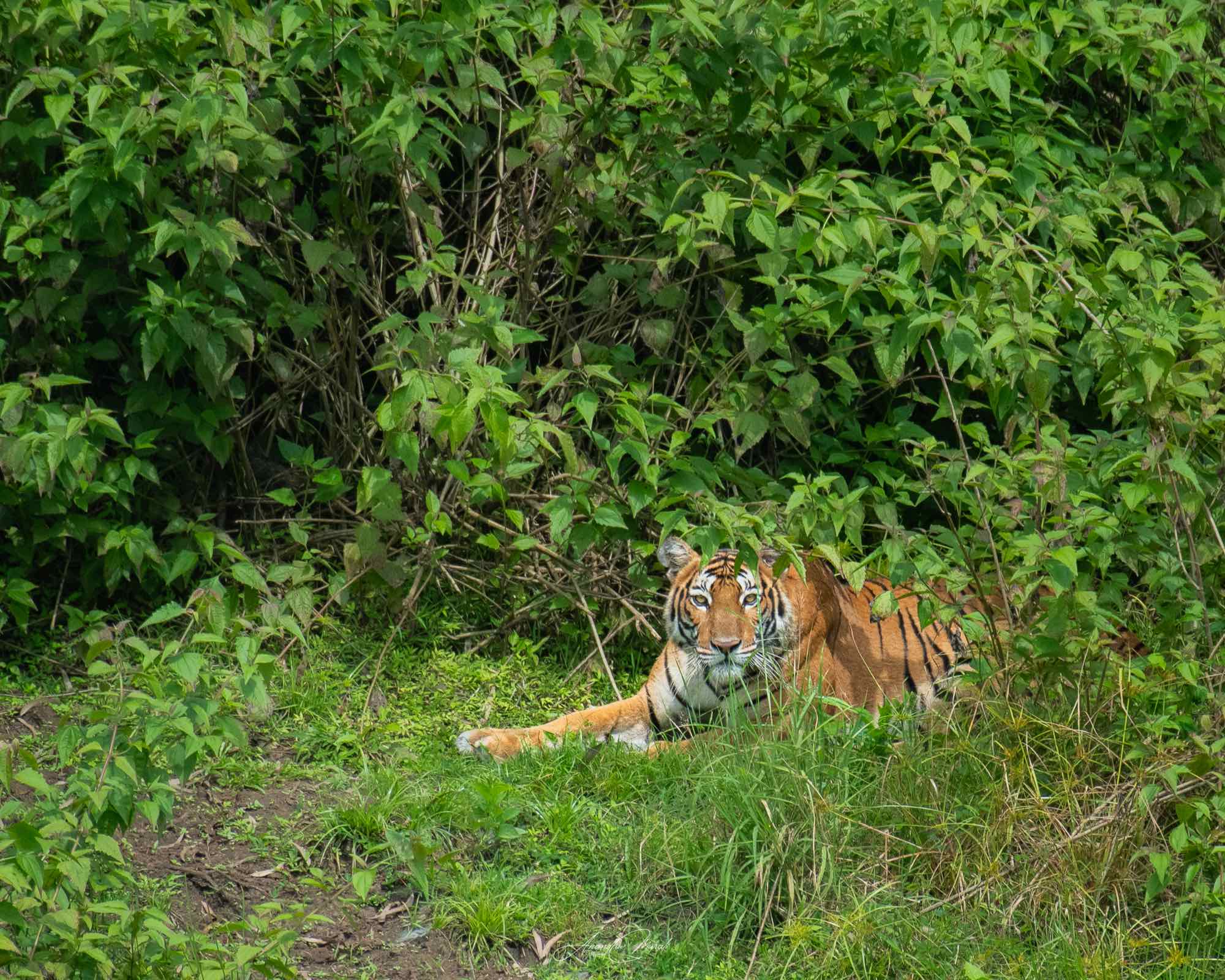 Bengal tiger resting near Kutta, Nagarahole