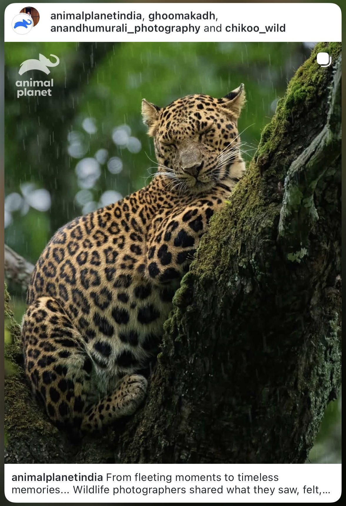 Animal Planet