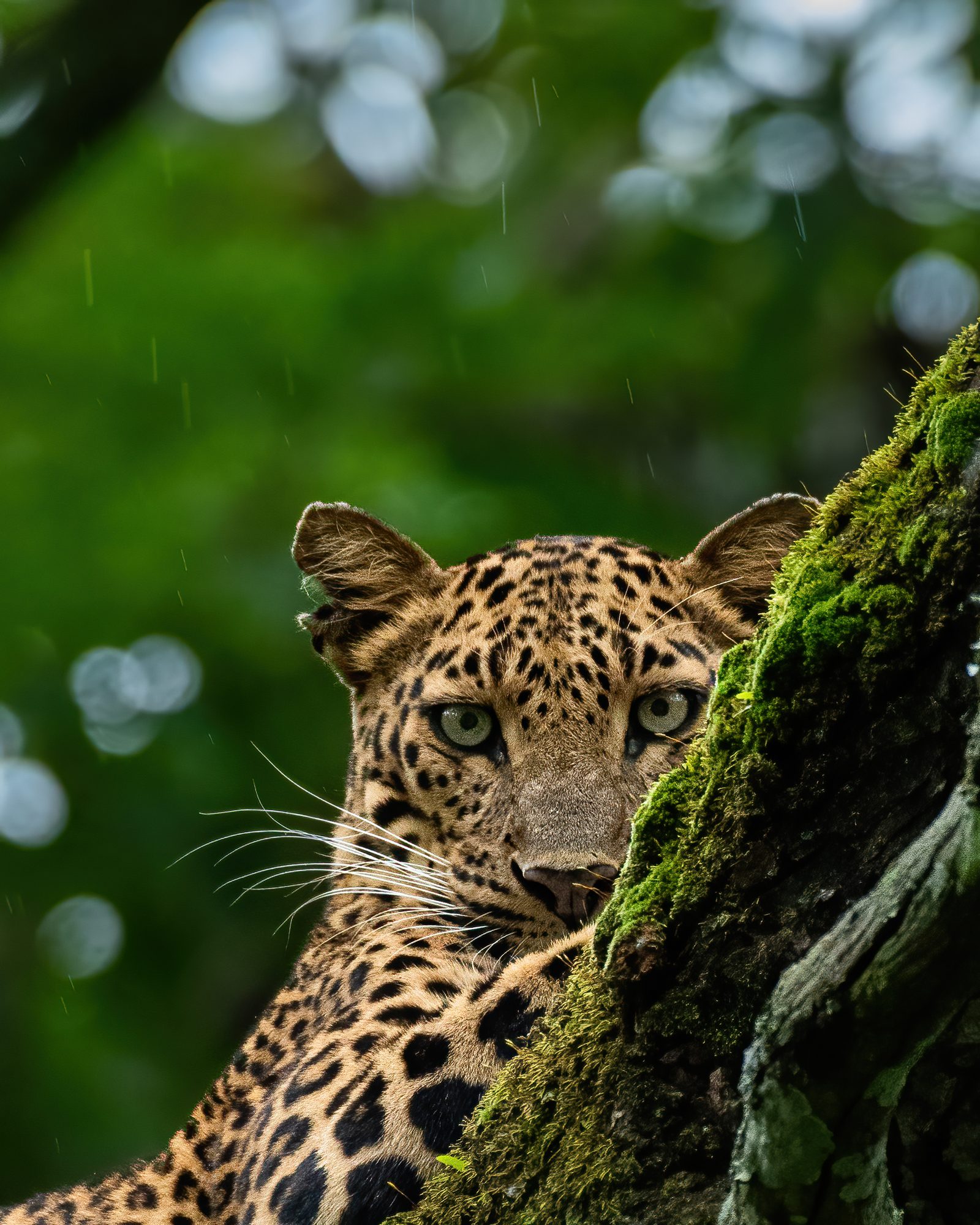 Monsoon Watcher print