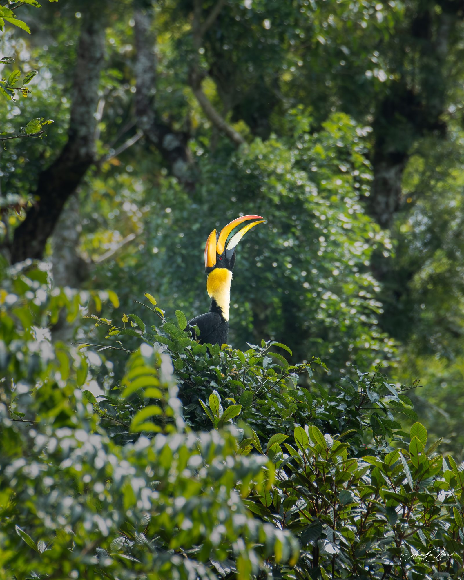 Call of the Canopy print