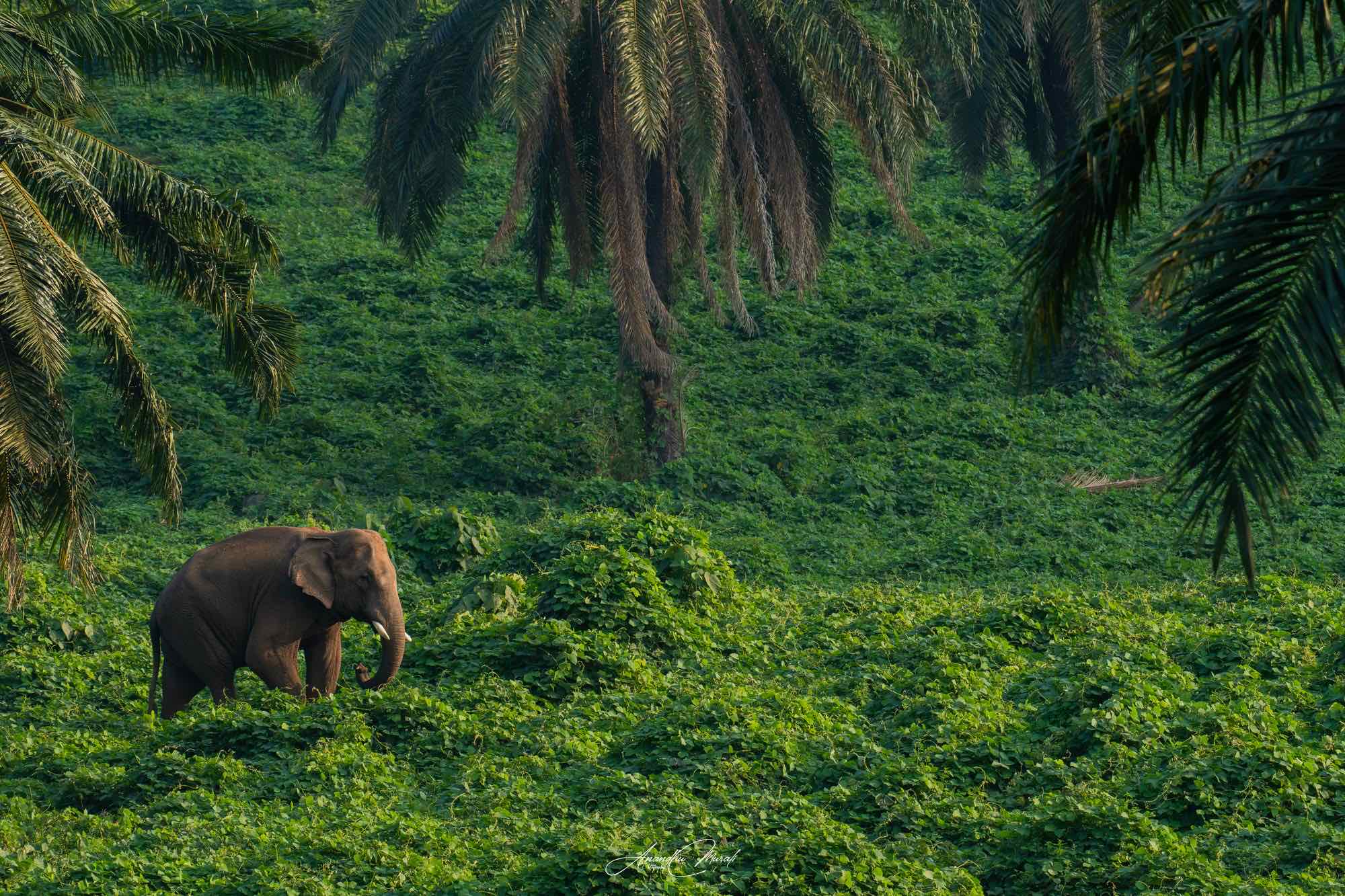 Palm Grove Wanderer print