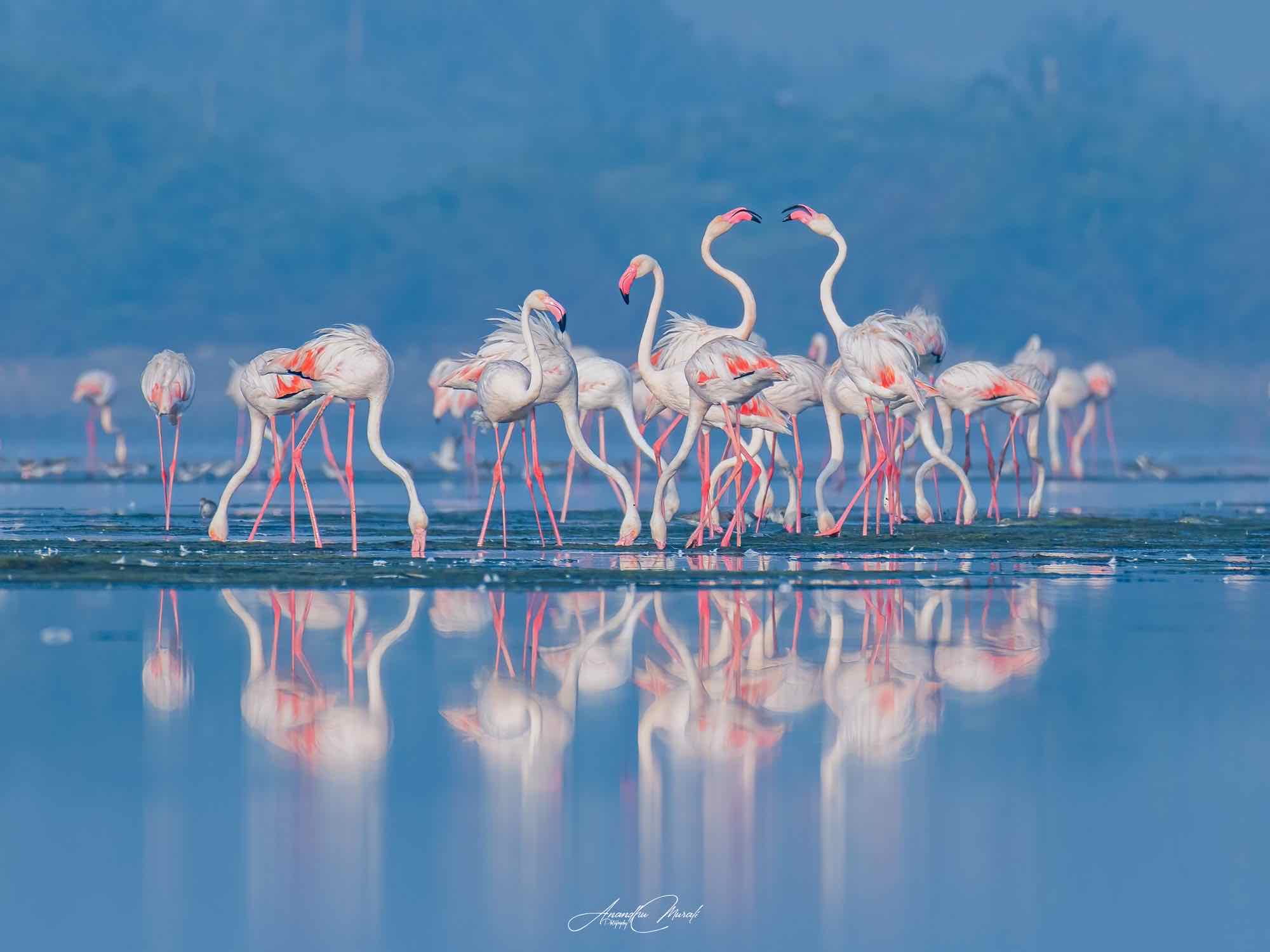 The Flamingo Dance print