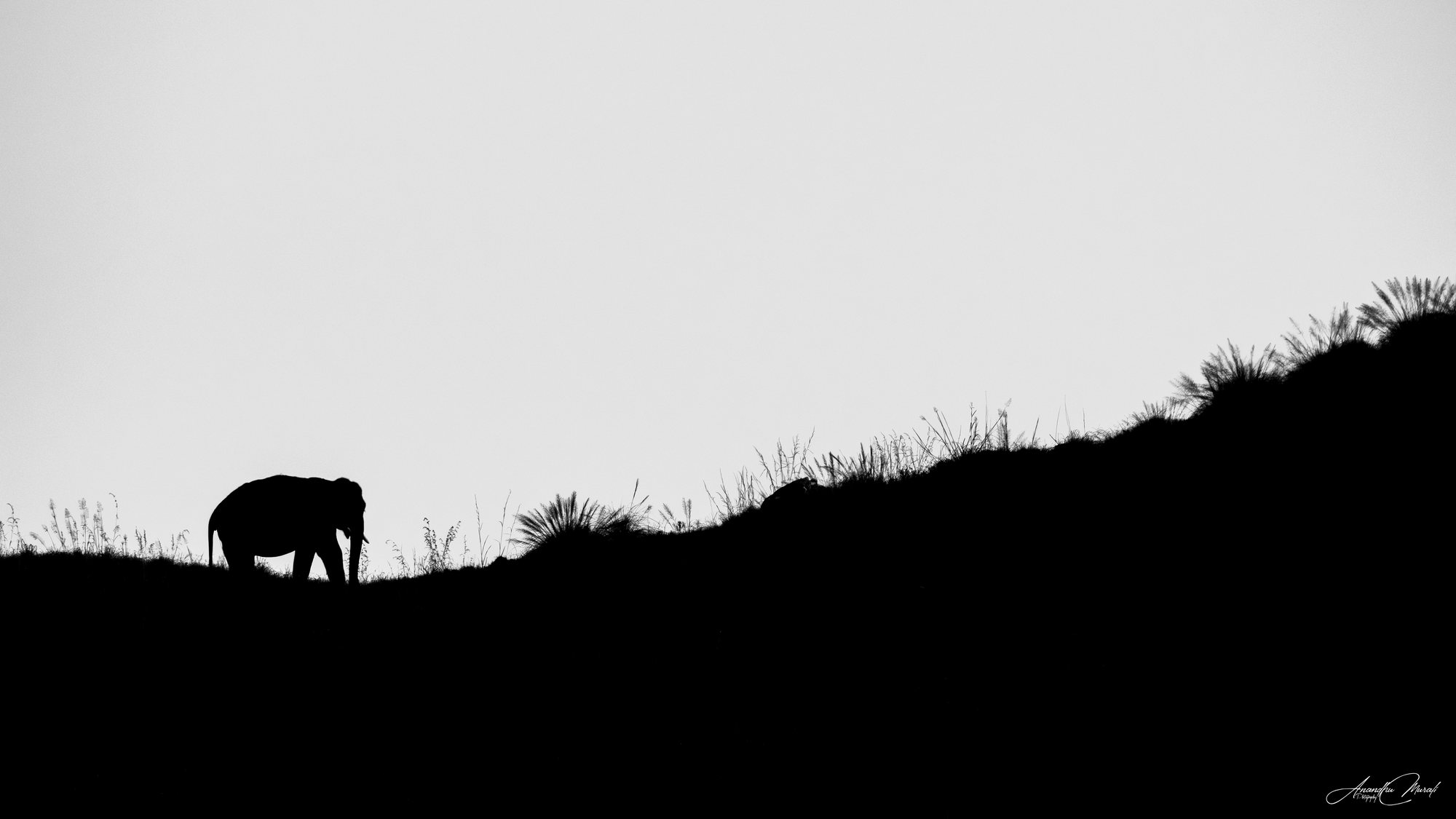 On the Edge of the Sky — Asian elephant silhouetted on a grassy ridge against a white sky, Valparai, Tamil Nadu