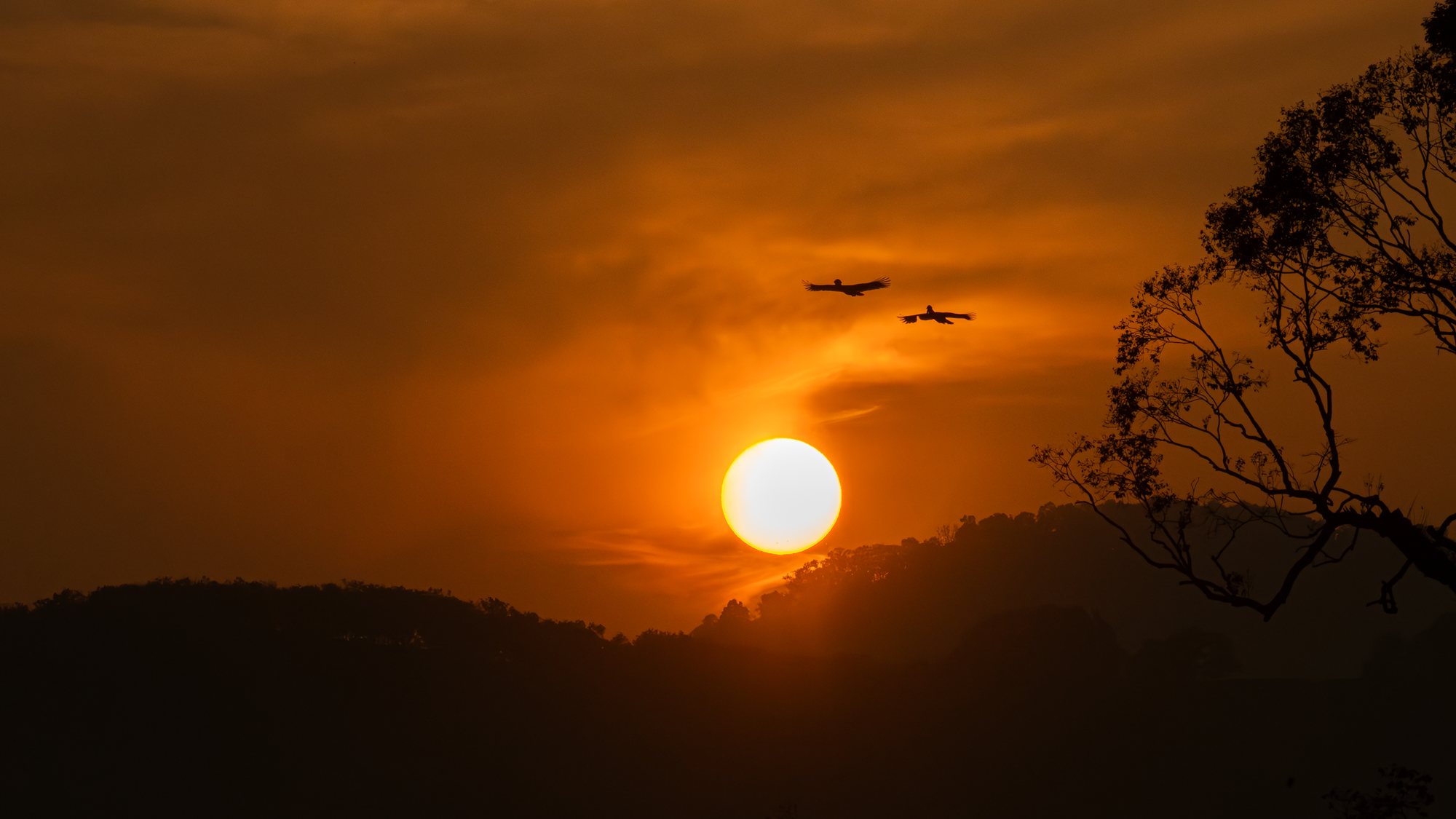 Into the Last Light — pair of Malabar pied hornbills flying over forested hills as the sun sets, Athirappilly, Kerala